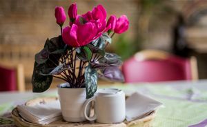 Meinungen und Zitate